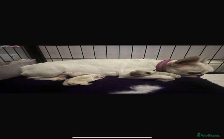 French Bulldog dogs - Advert 2