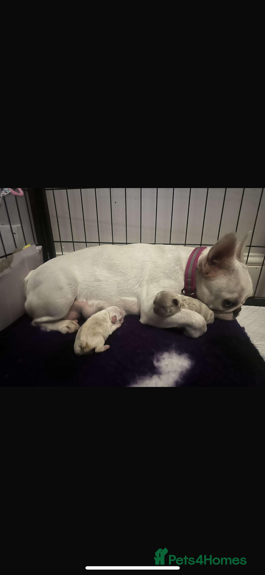 French Bulldog dogs for sale: Handsome French bulldog puppy for sale!!  - Image 1