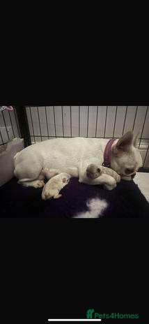 French Bulldog dogs - Advert 1