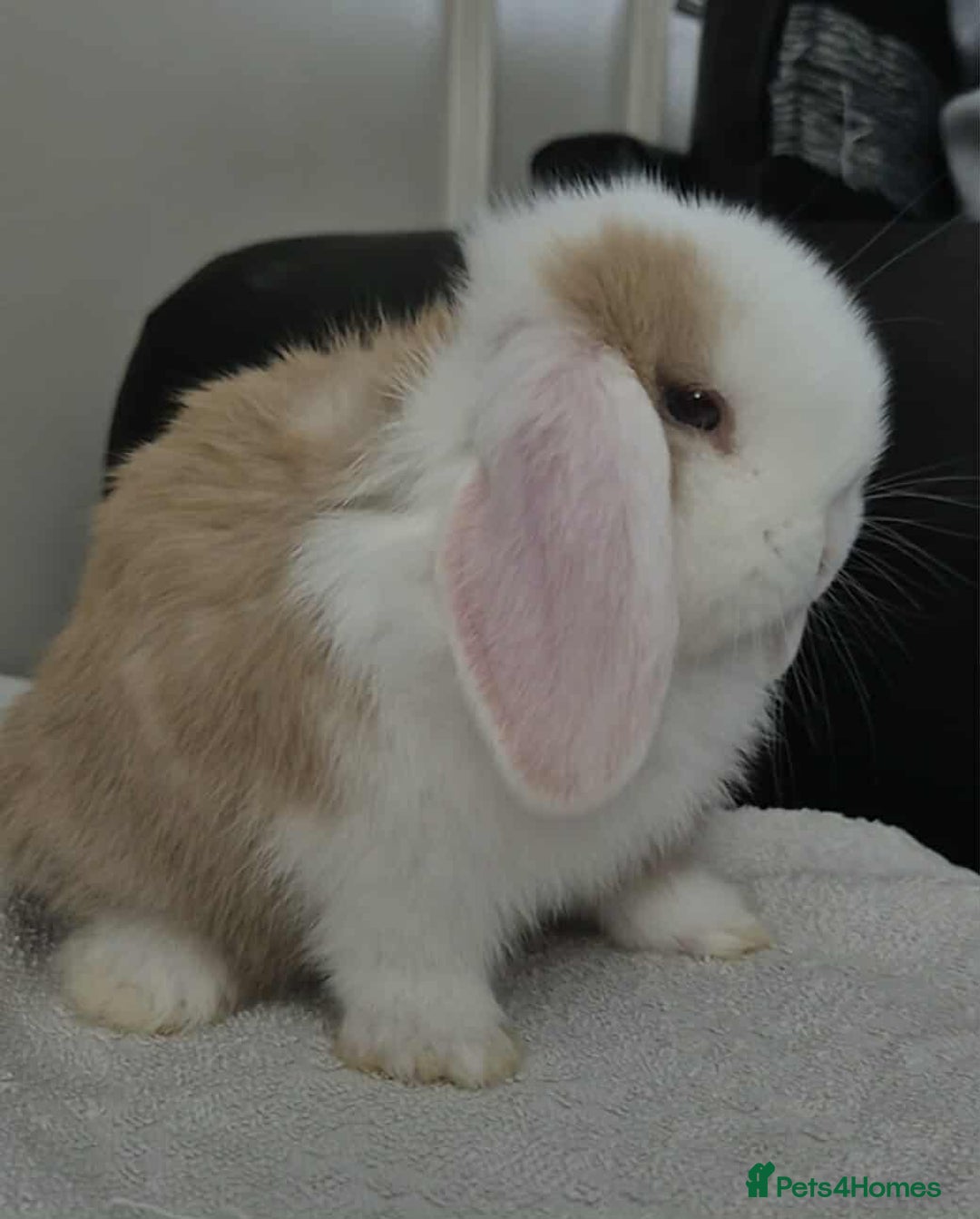 Mini Lop rabbits for sale: Mini lop buck - Image 9