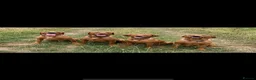 Labrador Retriever dogs for sale: Stunning male true fox red lab  in Warwick - Advert 7