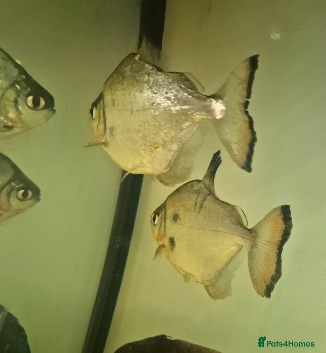 Tetras fish for sale: Tetras - Advert 3