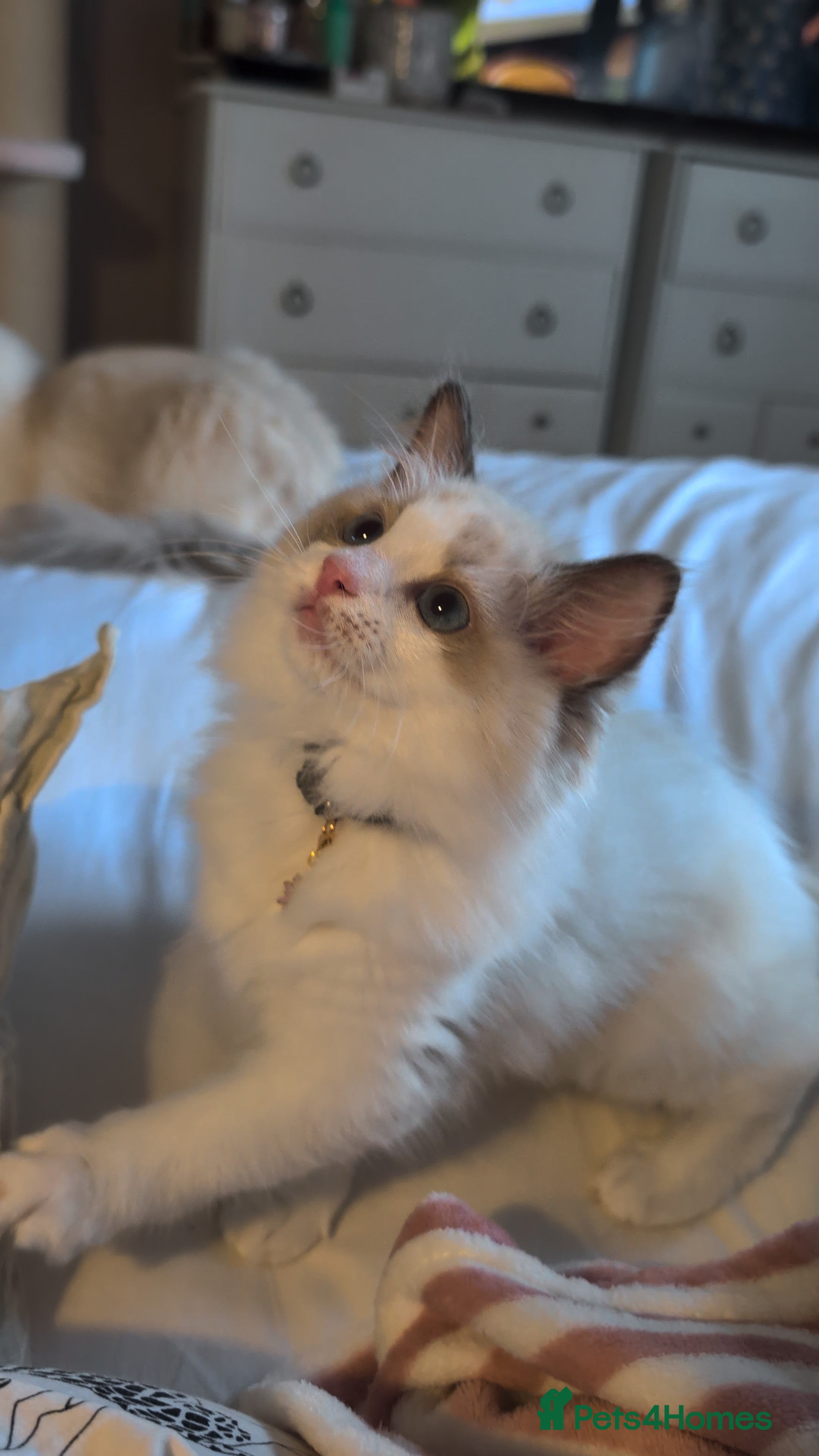 Ragdoll cats Tica Ragdoll kittens imperial grand champion lines - Advert 2