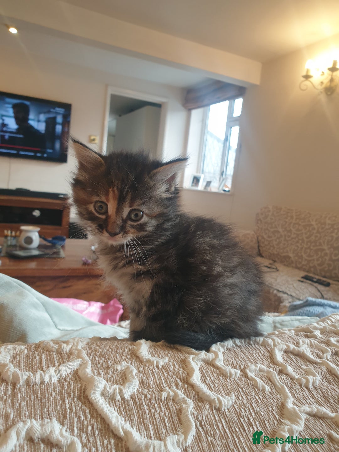 Mixed Breed cats for sale: Beautiful fluffy kittens - Image 6