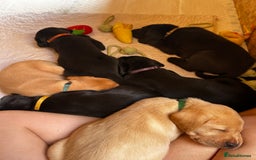 Labrador Retriever dogs for sale: Kc Registered Labradors ready to leave now - Image 5