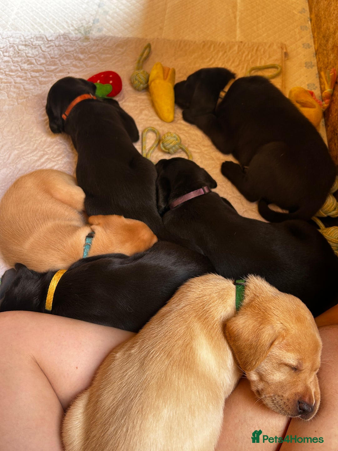 Labrador Retriever dogs for sale: Kc Registered Labradors ready to leave now - Image 5