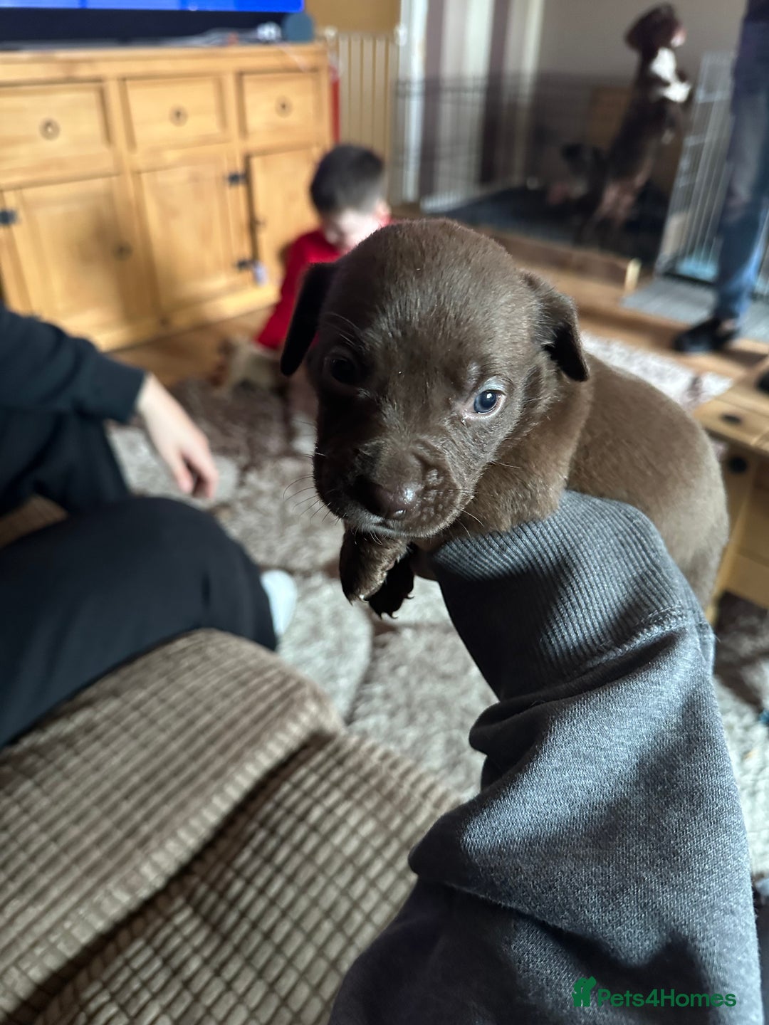 Mixed Breed dogs for sale: male spaniel x bully - Image 2