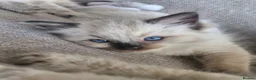 Ragdoll cats for sale: 💙Rare Seal Point Purebred Ragdoll Kitten💙  - Advert 9