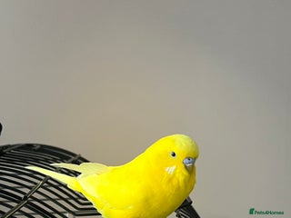 Budgerigars birds Lutino budgies male - Advert 4