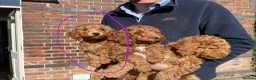 Cockapoo dogs for sale: F3b cockapoo puppy - last one in Belper - Advert 1