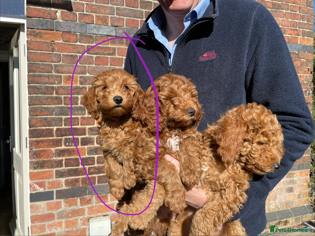 Cockapoo dogs for sale: F3b cockapoo puppy - last one in Belper - Advert 1