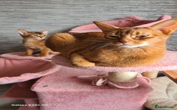 Abyssinian cats for sale: Abisinian kittens  - Image 1