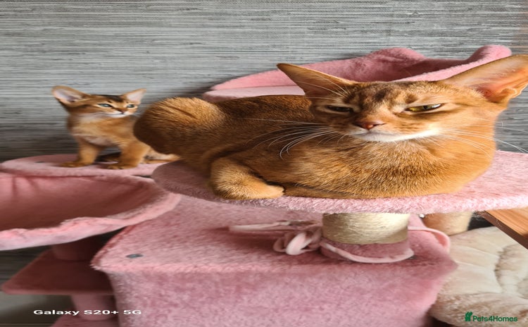 Abyssinian cats - Advert 1