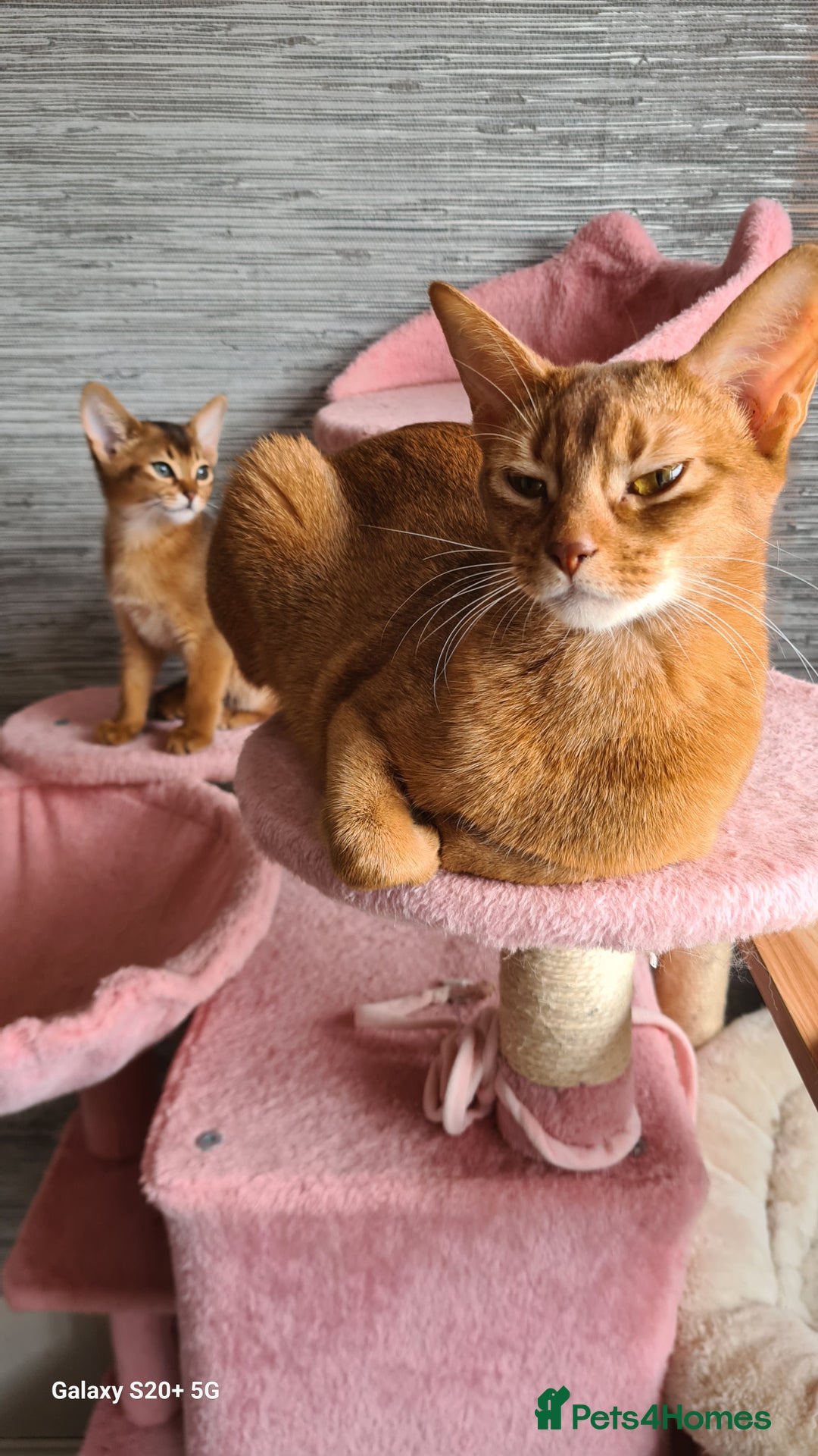 Abyssinian cats for sale: Abisinian kittens  - Image 1
