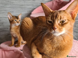 Abyssinian cats - Advert 5