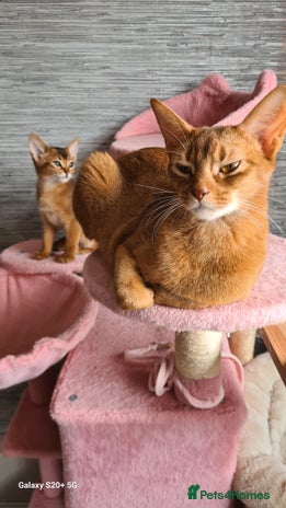 Abyssinian cats - Advert 3