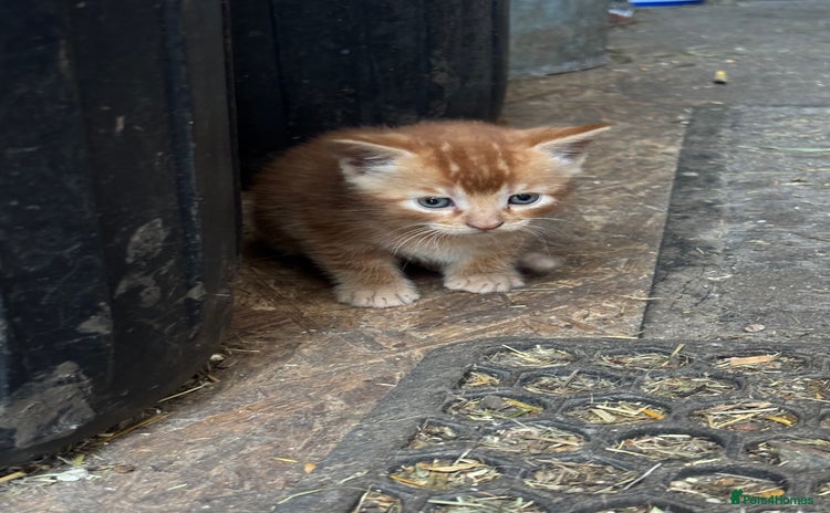 Mixed Breed cats in Aylesbury - Advert 11