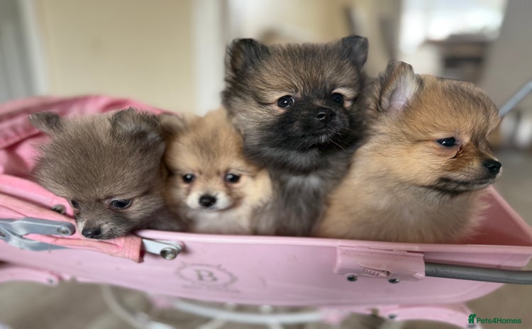 Pomeranian dogs - Advert 8