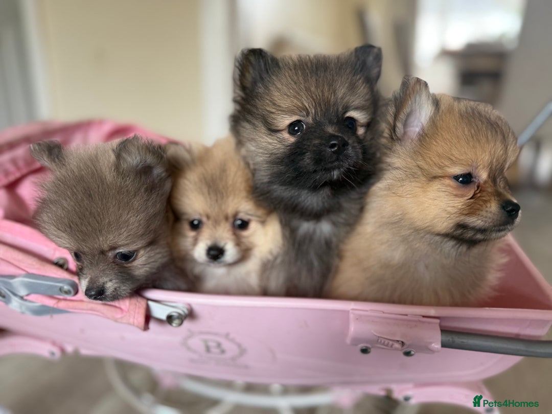 Spitz Wolf Sable Pomeranian Breeders Orange Sable Wolf Sable