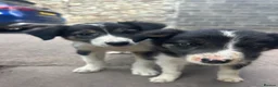 Mixed Breed dogs for sale: 🐾 Six Beautiful Welsh Border Collies 🐾 - Advert 4