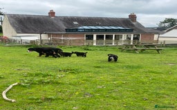 Bernese Mountain Dog dogs for sale: Stunning girls and boys  - Image 14