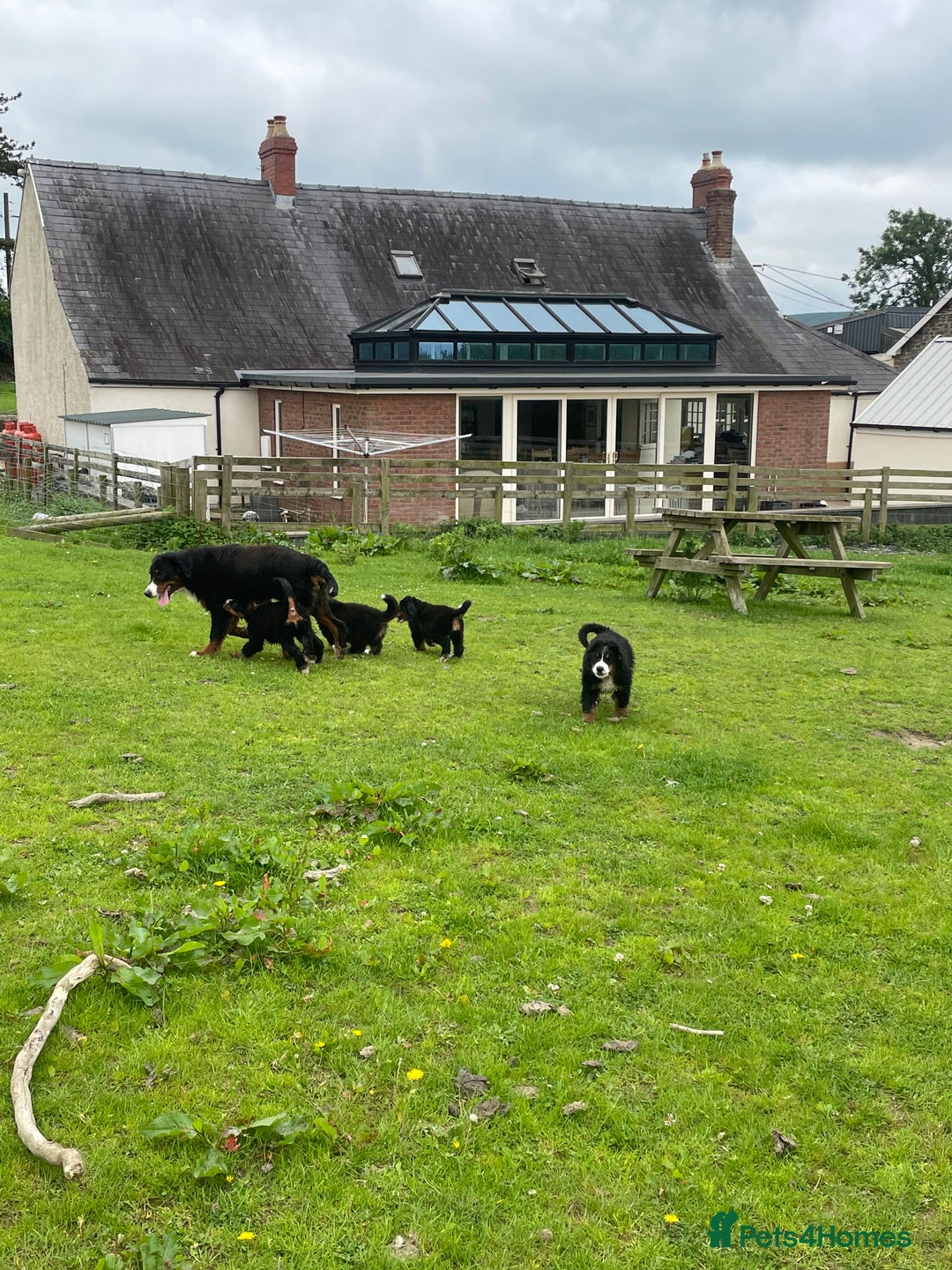 Bernese Mountain Dog dogs for sale: Stunning girls and boys  - Image 14