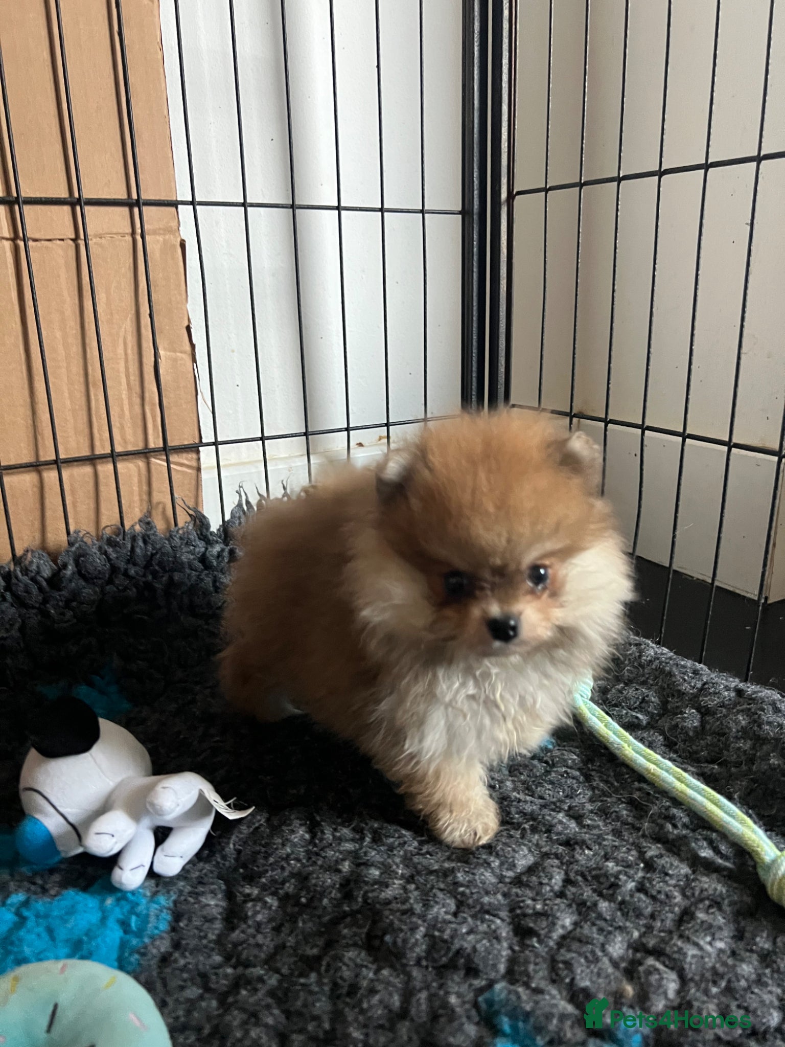 Pomeranian dogs for sale: Pomeranian Puppies Black & Tan Chocolate Sable - Advert 12