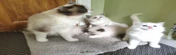 Ragdoll cats for sale: Beautiful kittens - Advert 2
