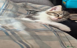 British Shorthair cats for sale: 4 gorgeous kittens for sale! - Image 4