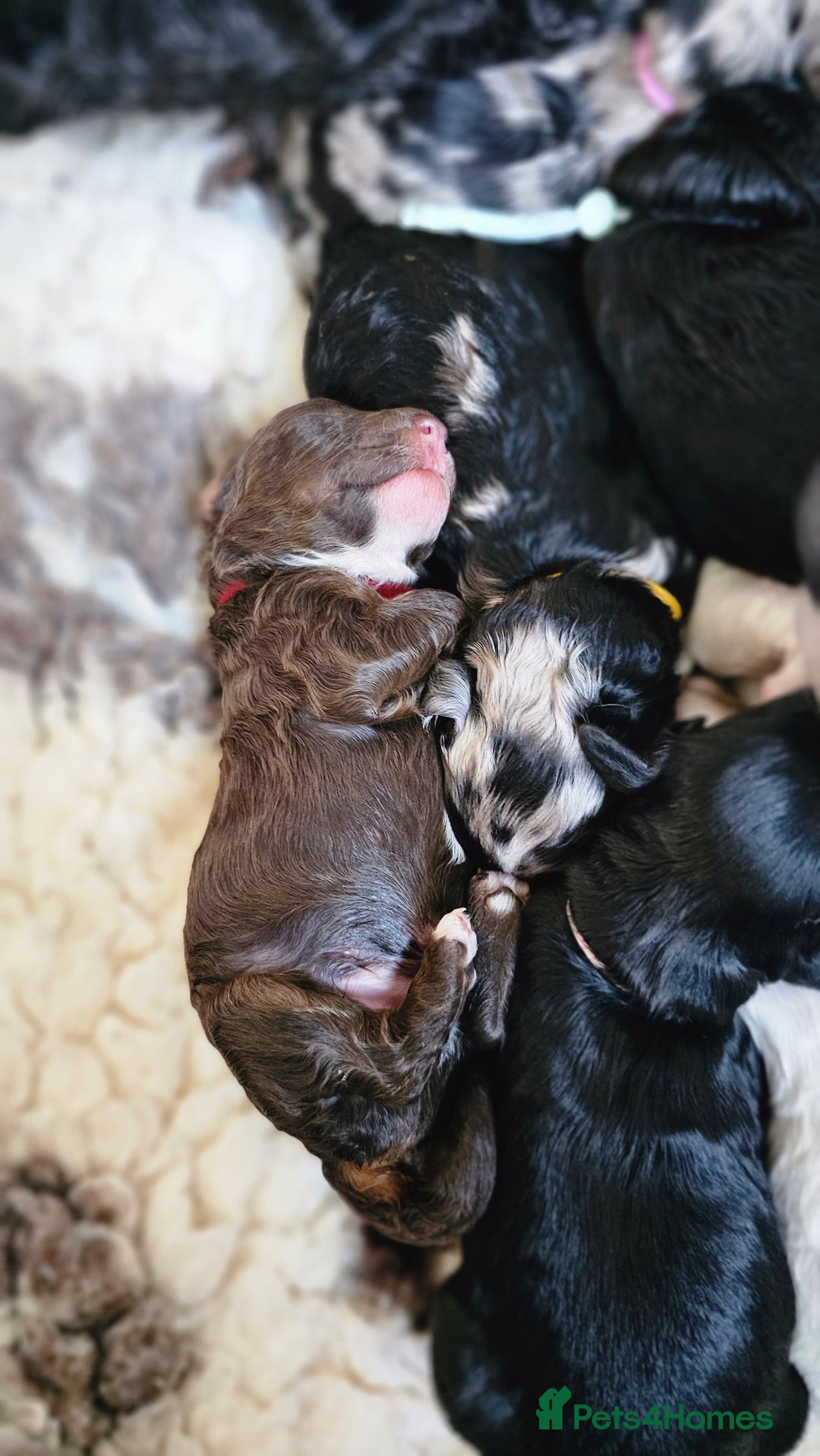 Cavapoo dogs for sale: STUNNING FULLY HEALTH TESTED F1B CAVAPOO  - Advert 27