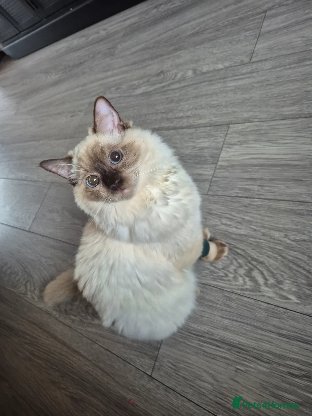 Ragdoll cats for sale: Ragdoll boy 10 months in Airdrie - Advert 6