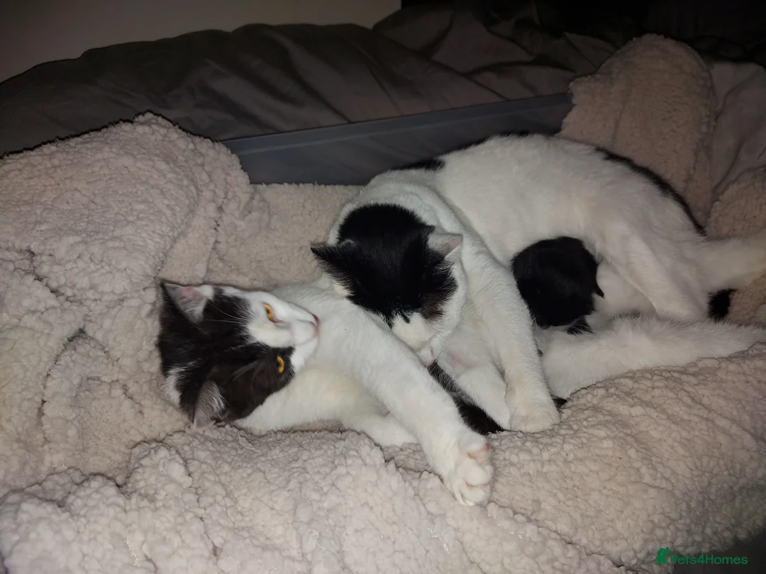 Mixed Breed cats for sale: Free to good homes - Advert 5