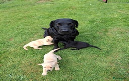 Labrador Retriever dogs for sale: Pedigree labrador puppies  - Image 6