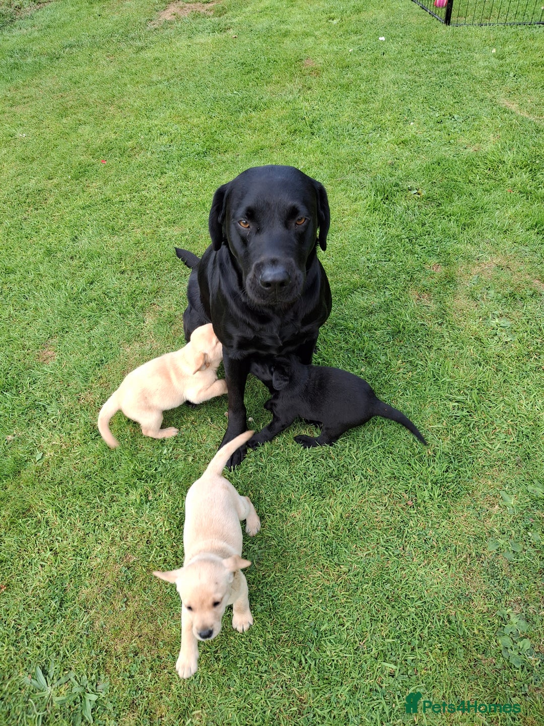 Labrador Retriever dogs for sale: Pedigree labrador puppies  - Image 6