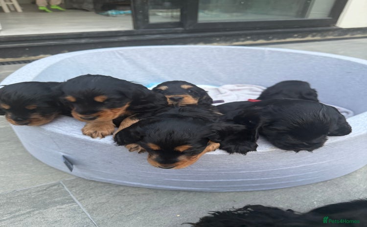 Cocker Spaniel dogs - Advert 2