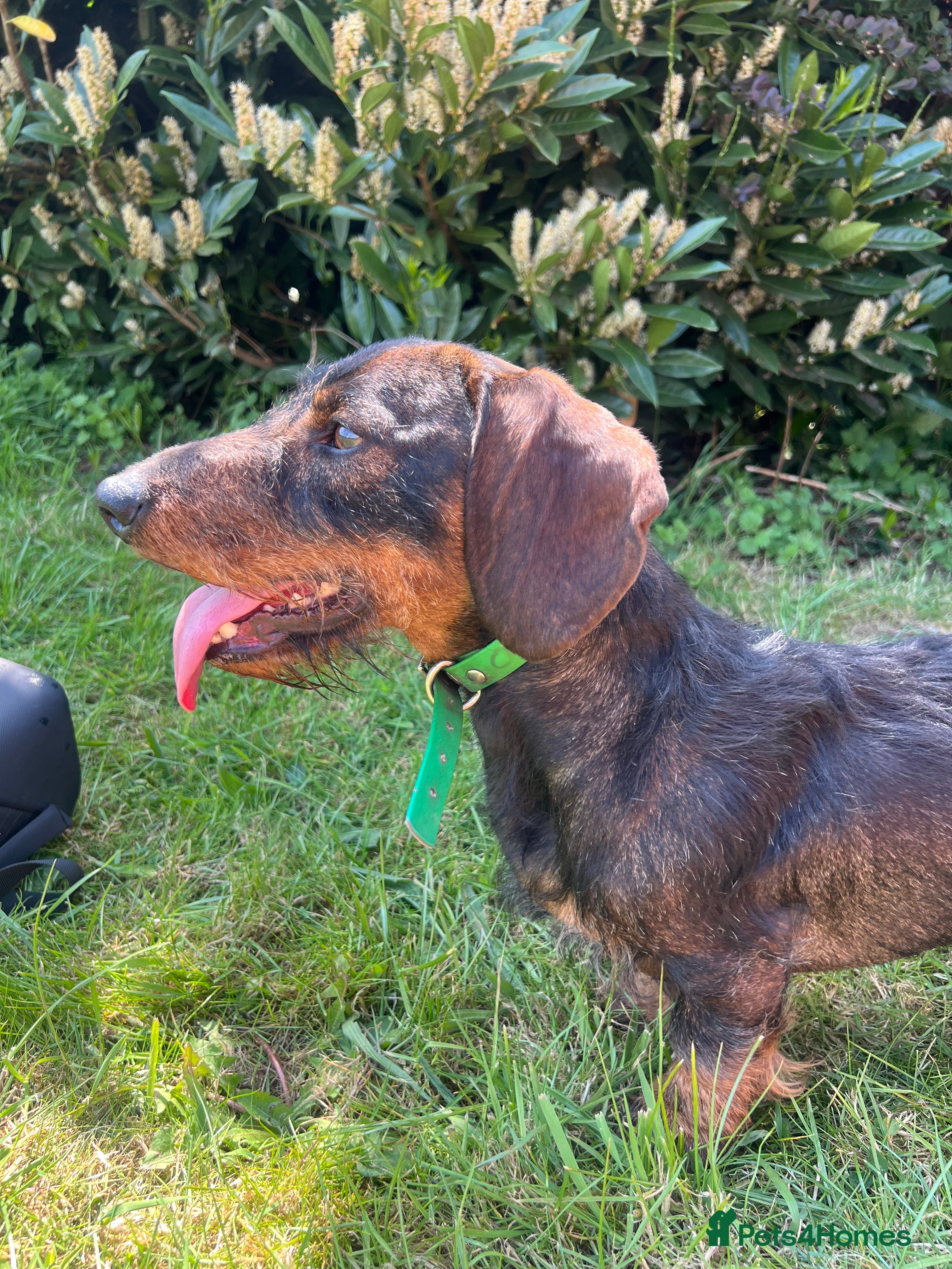 Dachshund dogs Standard Wirehaired Dachshund/Teckel Stud - Advert 18