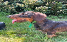 Dachshund dogs for stud: Standard Wirehaired Dachshund/Teckel Stud - Image 1