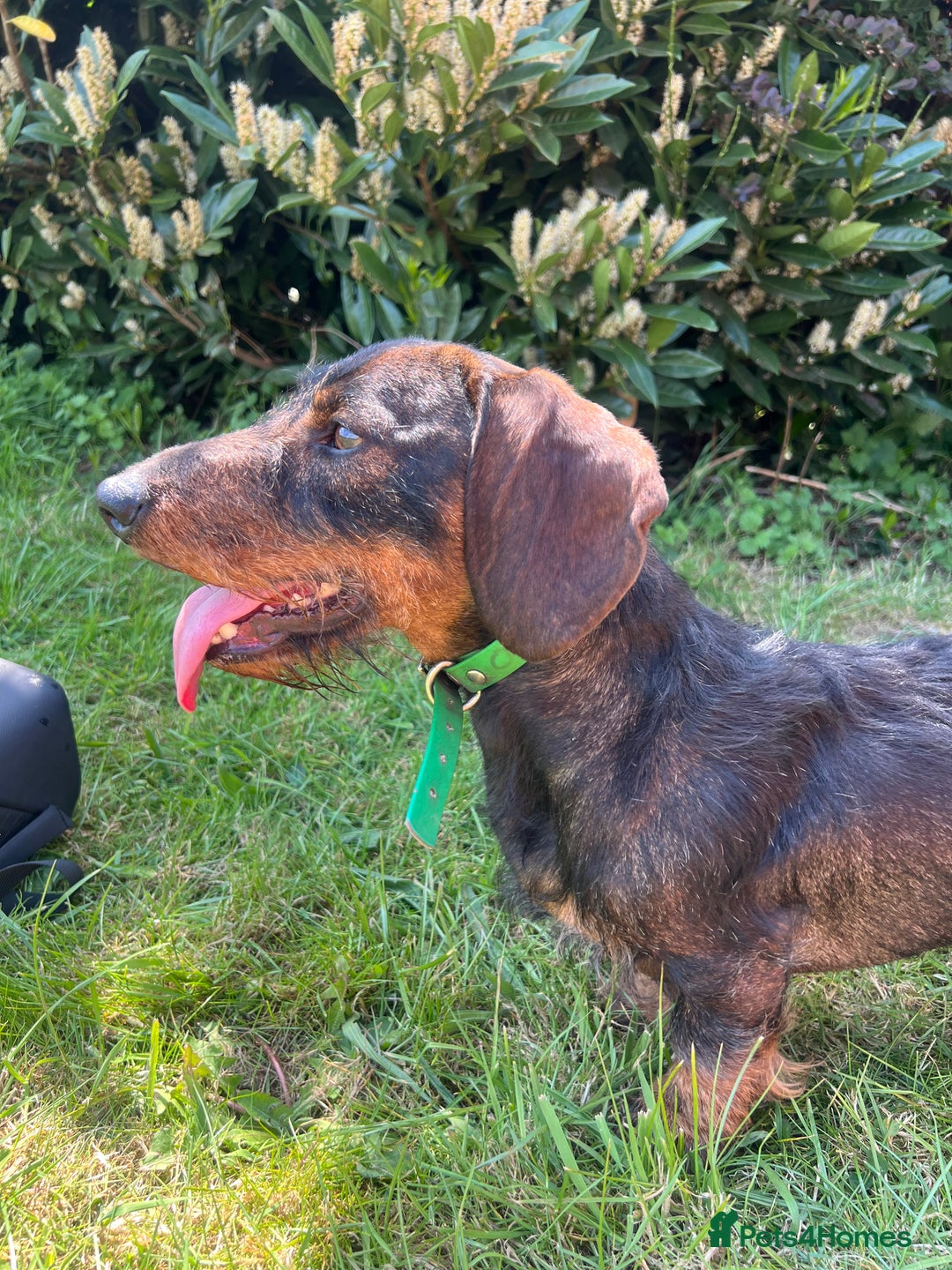 Dachshund dogs for stud: Standard Wirehaired Dachshund/Teckel Stud - Image 1