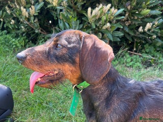 Dachshund dogs - Advert 3