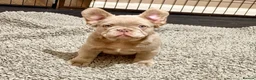 French Bulldog dogs for sale: French bulldog puppy  - Advert 3