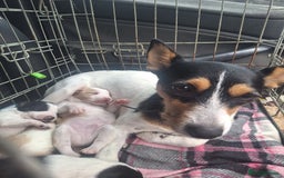 Mixed Breed dogs for sale: Spanish jack Russell (bodeguero) x border collie - Image 5