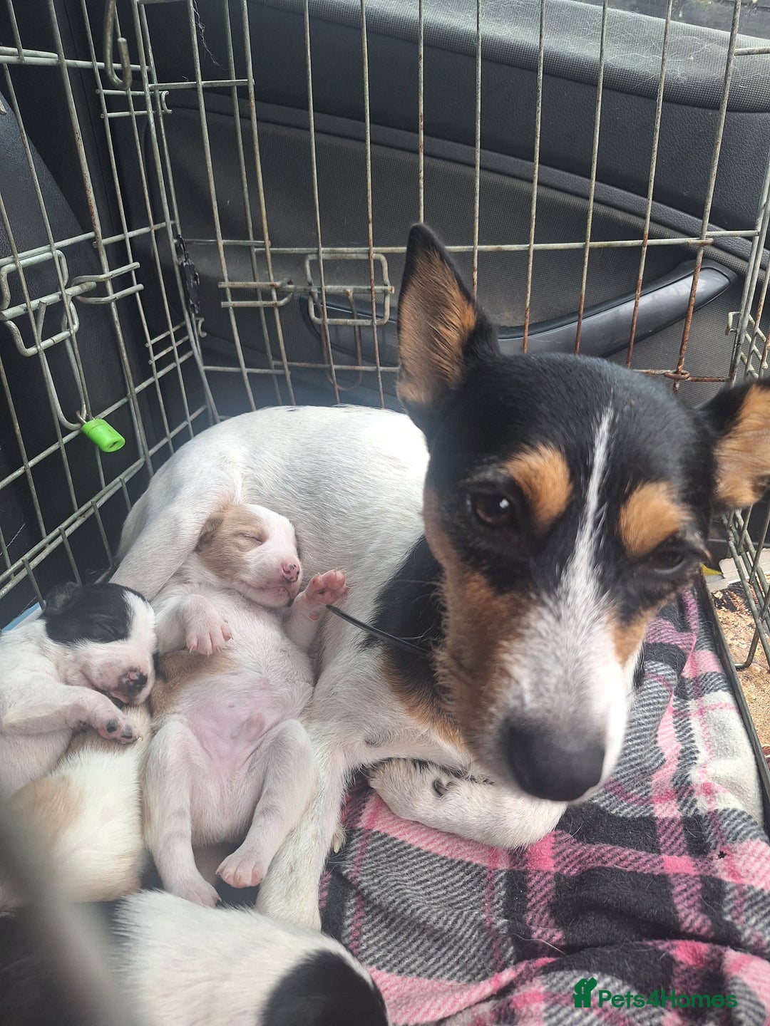Mixed Breed dogs for sale: Spanish jack Russell (bodeguero) x border collie - Image 5