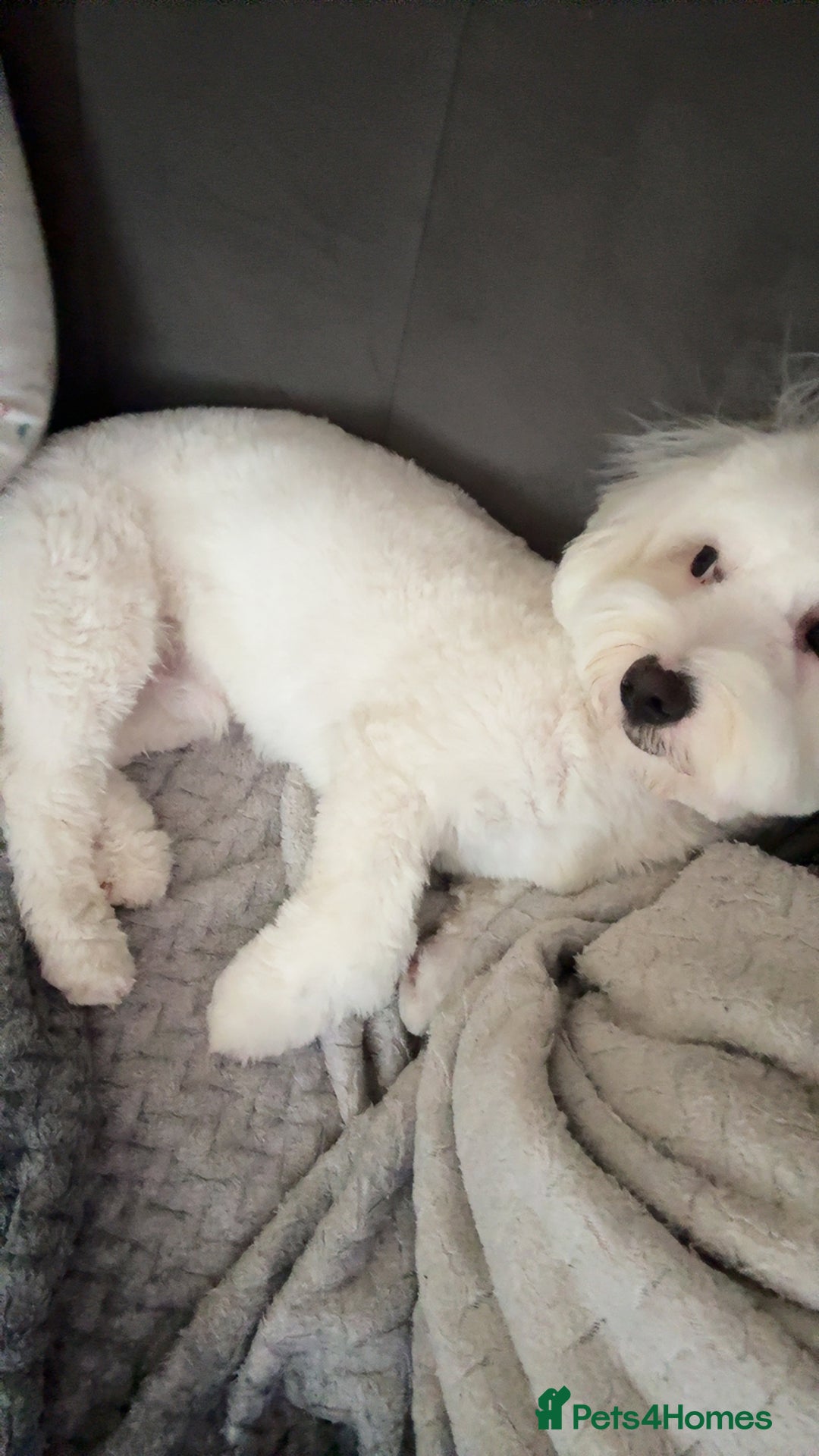 Mixed Breed dogs for sale: Mr Luka  - Image 8