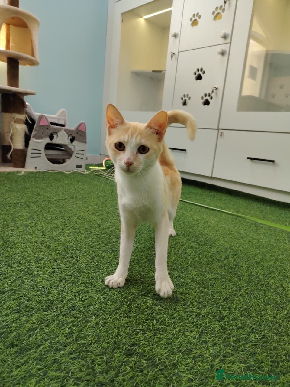 Mixed Breed cats [Indoors Only] Honey - Affectionate sweetheart - Advert 4