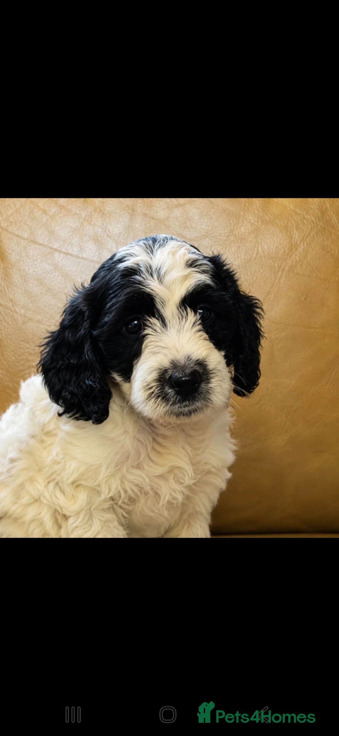 Sproodle dogs for sale: Sproodle pups - Advert 4