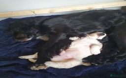 Mixed Breed dogs for sale: 5 month old mixed breed male puppy  - Image 4