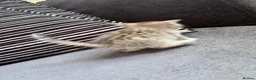 Persian cats for sale: PERSIAN CHINCHILLAS X - Advert 3