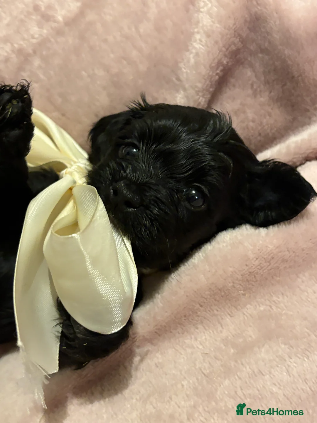 Chipoo dogs for sale: Beautifully brave tiny rare chipoos  - Advert 5