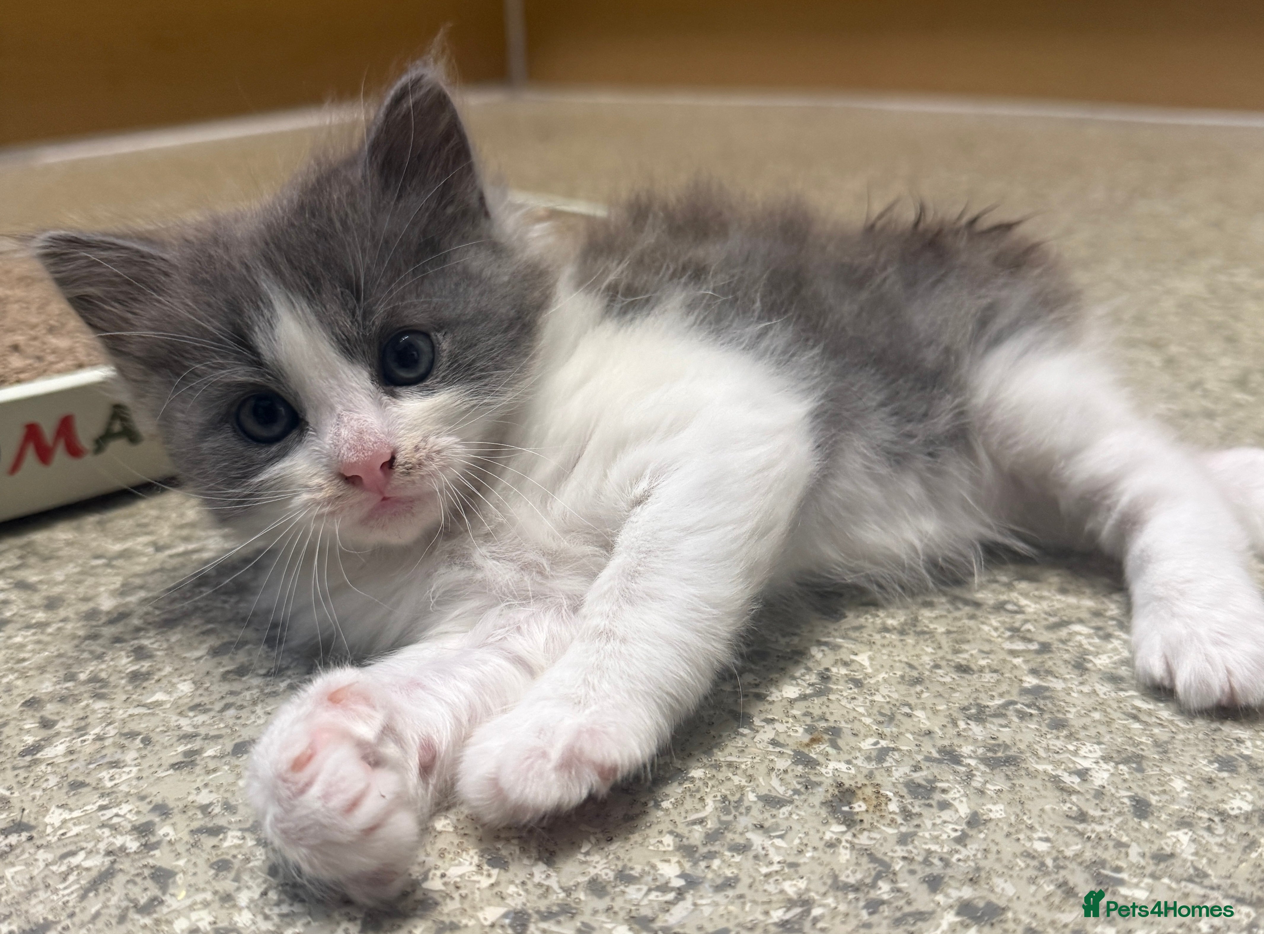 Fluffy Grey and White Kitten - Male 