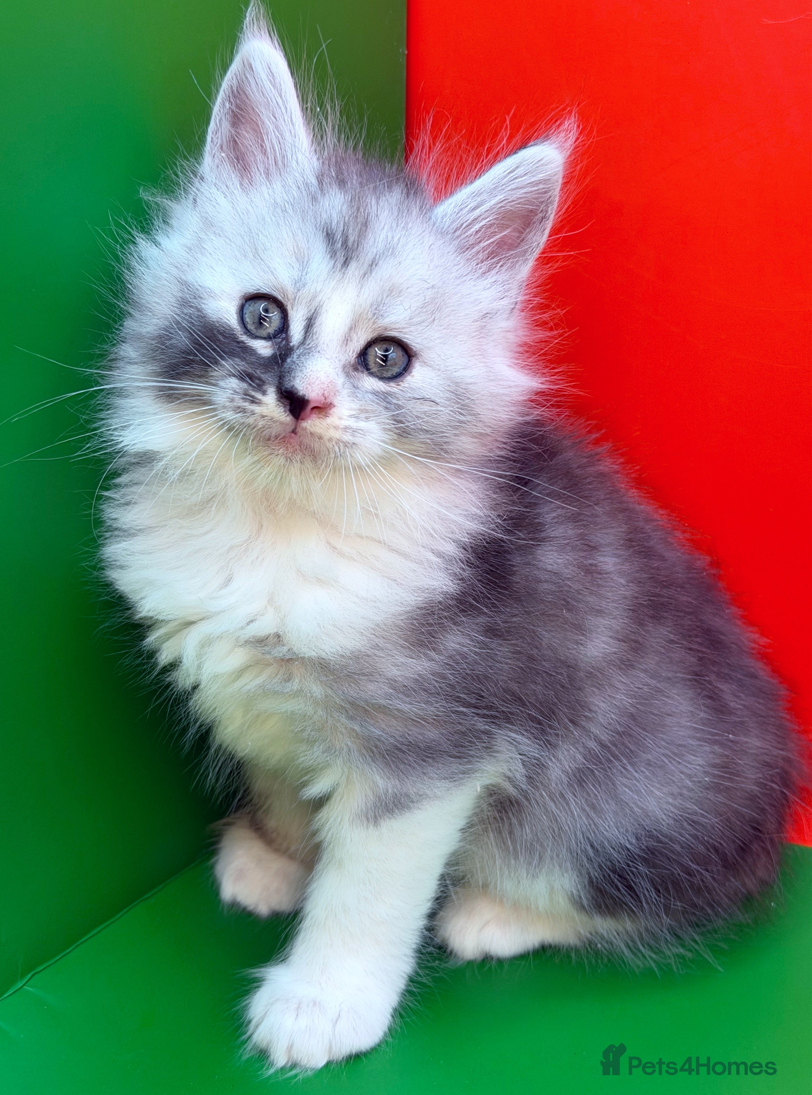 Maine Coon cats Maine Coon kittens Tica Reg.  - Advert 8